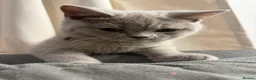 British Shorthair cats for sale: gccf Purring machine CHAMPION blood - Advert 3