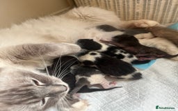 Mixed Breed cats for sale: Ragdoll mixed breed kittens  - Image 3