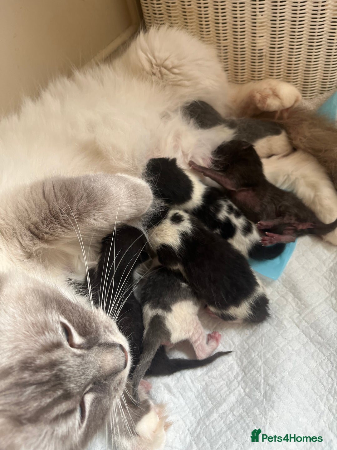 Mixed Breed cats for sale: Ragdoll mixed breed kittens  - Image 3