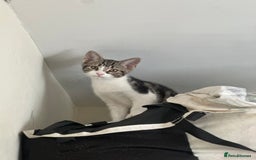 Domestic Shorthair cats for sale: Two Adorable 13-Week-Old Female Kitten - Image 7