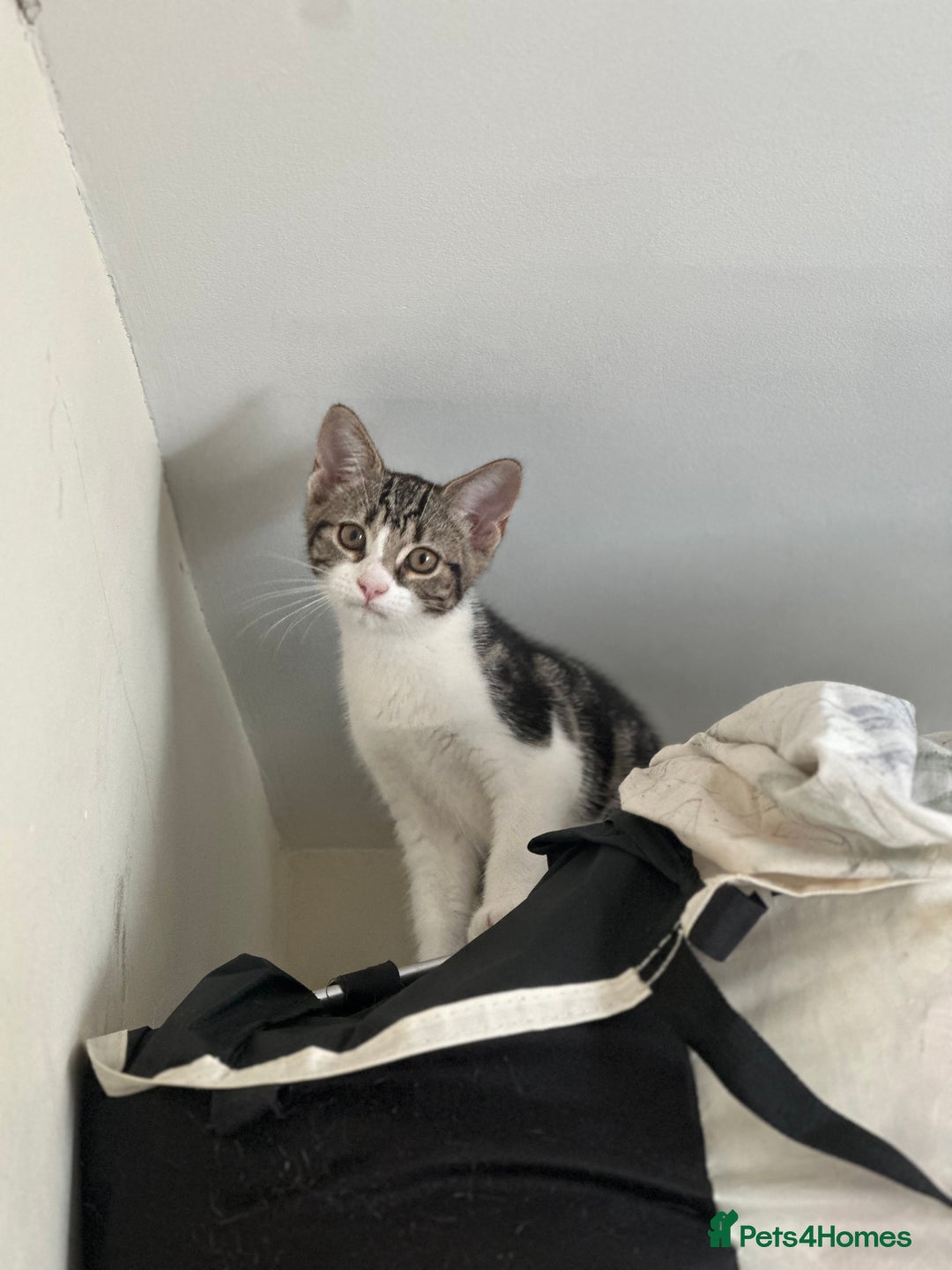 Domestic Shorthair cats for sale: Two Adorable 13-Week-Old Female Kitten - Image 7
