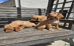 Cocker Spaniel dogs for sale: Cocker spaniel pup,FULLY VACCINATED LAST GIRL   - Image 6