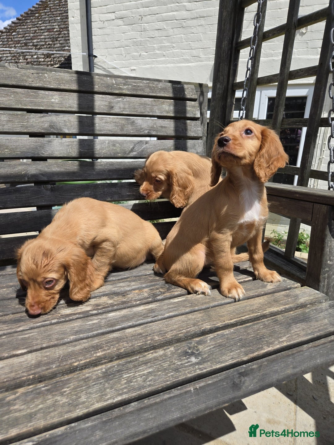 Cocker Spaniel dogs for sale: Cocker spaniel pup,FULLY VACCINATED LAST GIRL   - Image 6