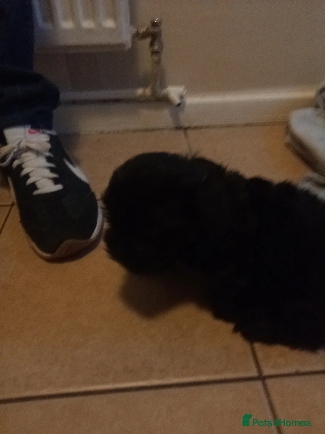 Patterdale Terrier dogs for sale: Patterdale terrier for sale  - Advert 4
