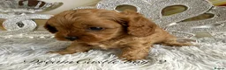 Cavapoo dogs for sale: Asian teddy poodle dad tiny Cavapoo puppies - Advert 4