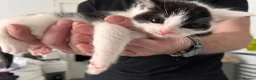 Mixed Breed cats for sale: 3 males, 1 female from loving family home - Advert 23