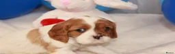Cavalier King Charles Spaniel dogs for sale: Beautiful stunning  ckcs health care tested  - Advert 26
