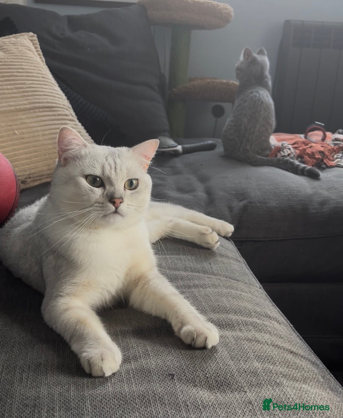 British Shorthair cats for sale: BHS x kittens - Advert 9