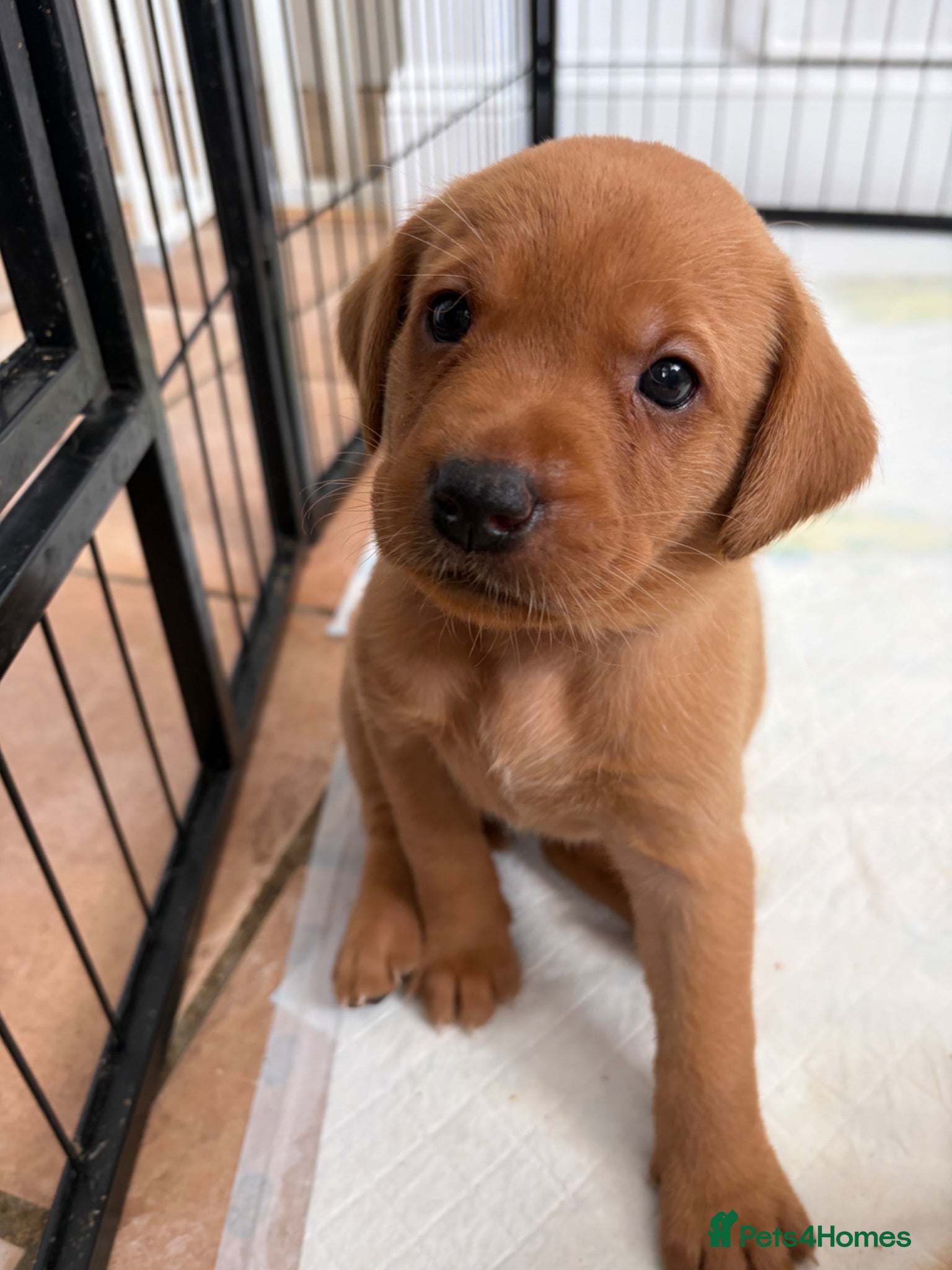 Labrador Retriever dogs Last few left!  KC registered Labrador puppies  - Advert 14