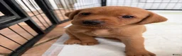 Labrador Retriever dogs for sale: KC registered. Ready to leave 3rd August 2026   - Advert 3