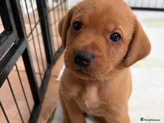 Labrador Retriever dogs Last few left! KC registered Labrador puppies - Advert 15