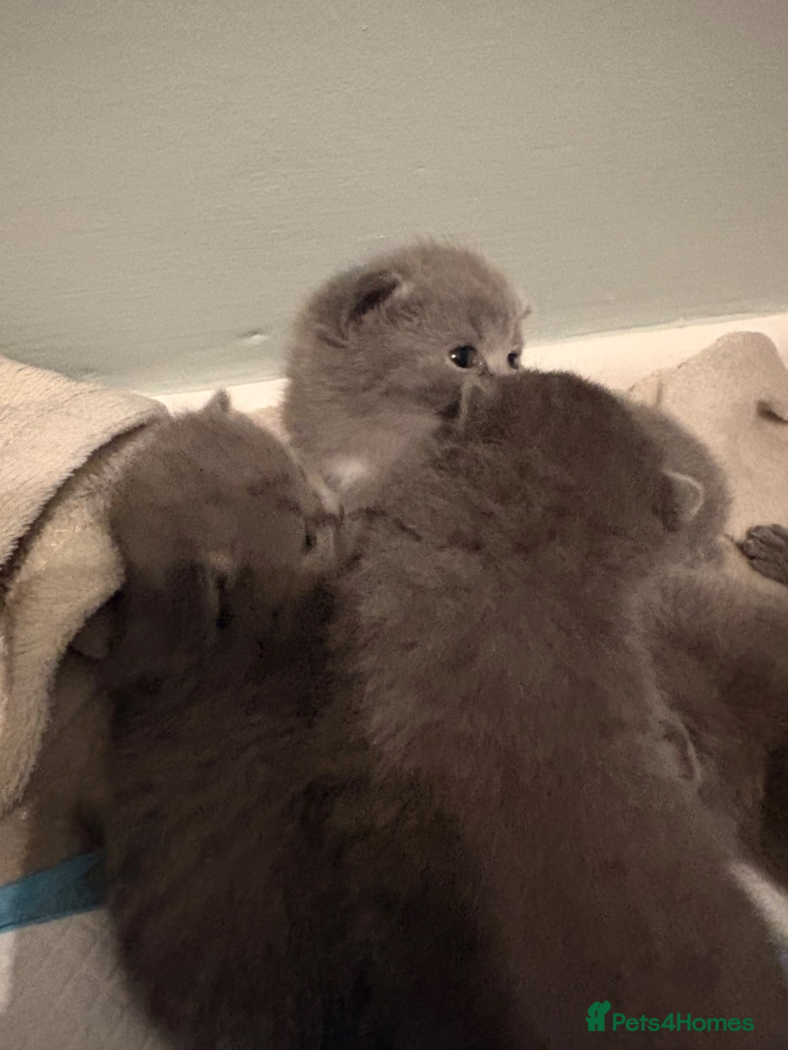 British Shorthair cats for sale: British Shorthair Kittens in Poole - Advert 4
