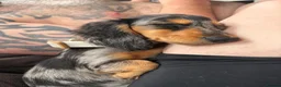 Miniature Dachshund dogs for sale: Long haired dapple miniature dachshund  - Advert 2