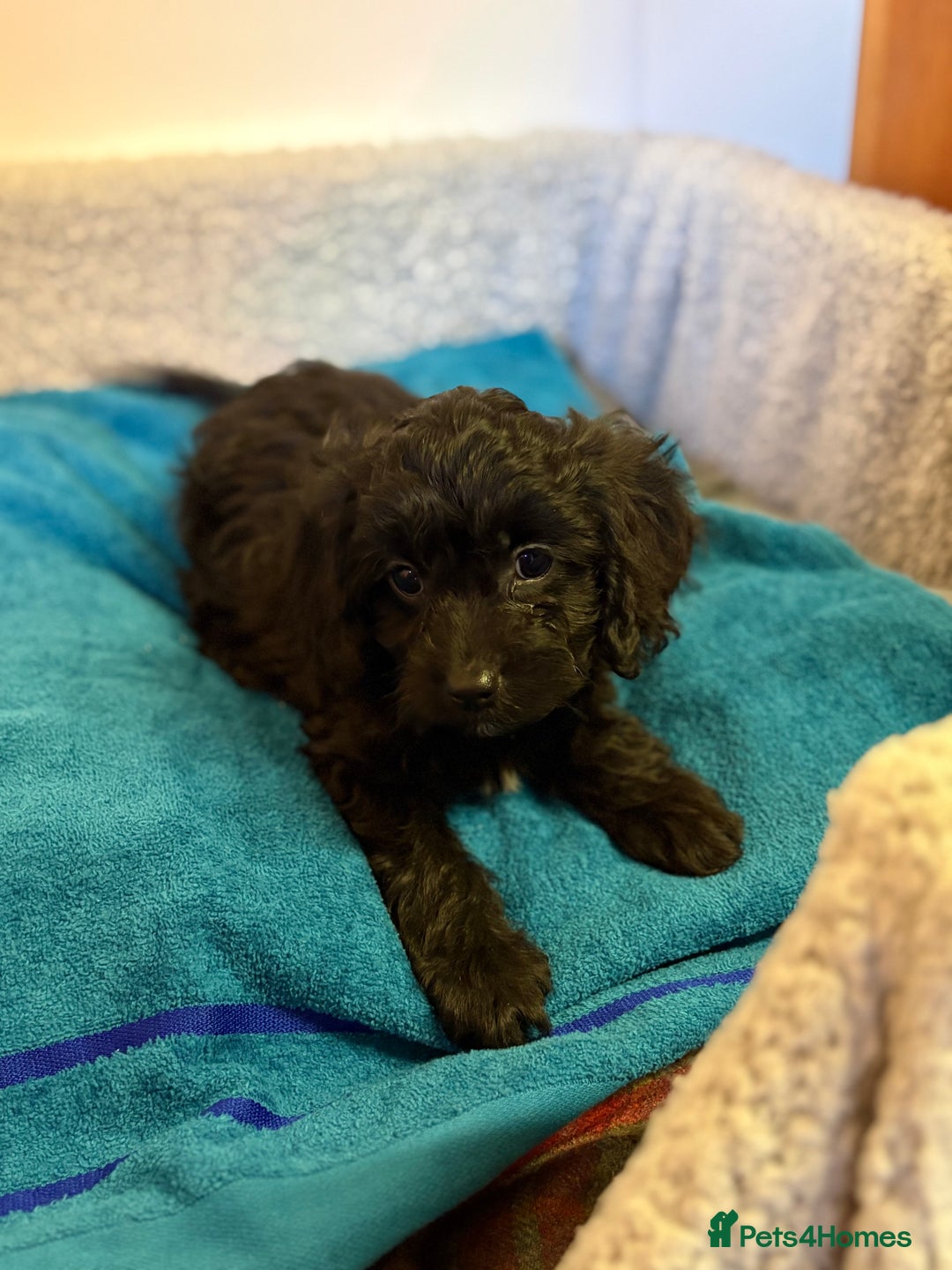 Cavapoo dogs for sale: F1 cavapoo  - Advert 18