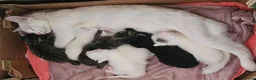 Mixed Breed cats for sale: Beautiful Kittens  in Swadlincote - Advert 14