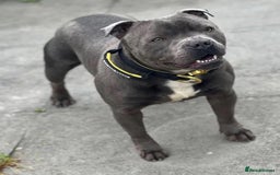 Staffordshire Bull Terrier dogs for sale: Full Pedigree Blue Staff Puppies - Image 6