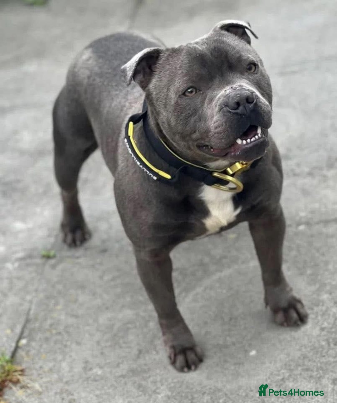 Staffordshire Bull Terrier dogs for sale: Full Pedigree Blue Staff Puppies - Image 6