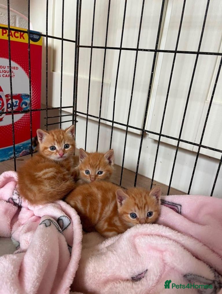Mixed Breed cats Kitten for Sale £180 - Advert 5