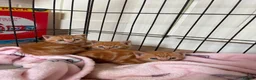 Mixed Breed cats for sale: Kitten for Sale £180 in Carlisle - Advert 1