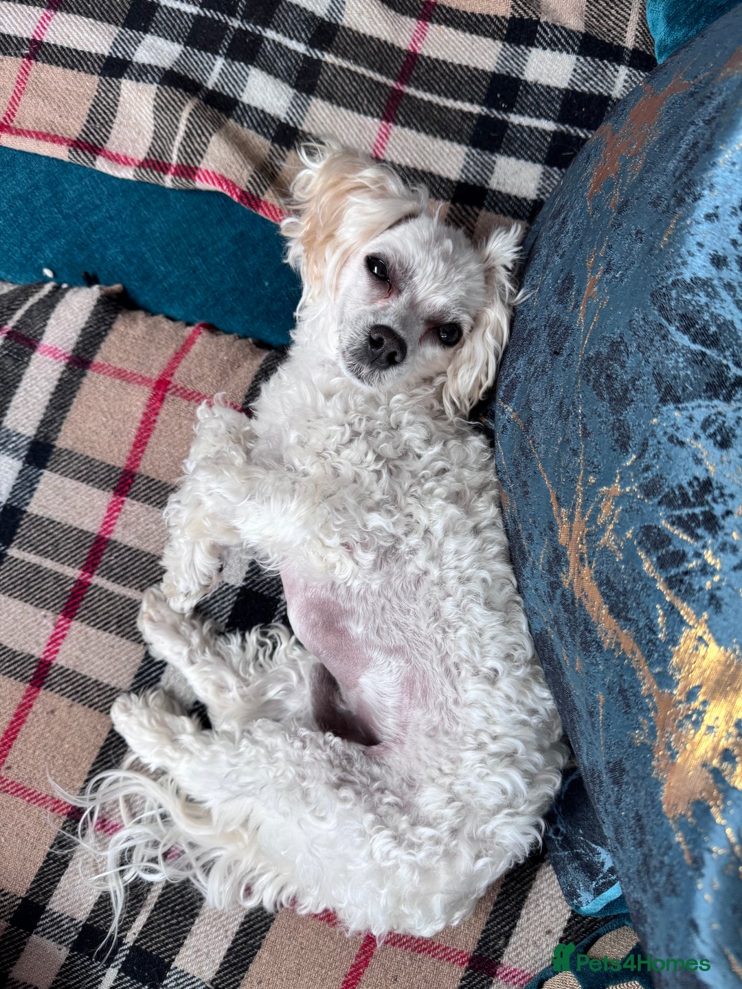 Maltipoo dogs for sale: Maltipoo boy - Advert 4