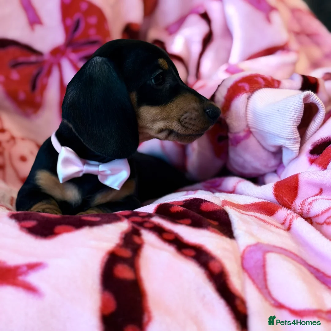 Miniature Dachshund dogs for sale: 💜🎀 FINAL GIRL REDUCED!!! 🎀💜 - Advert 4