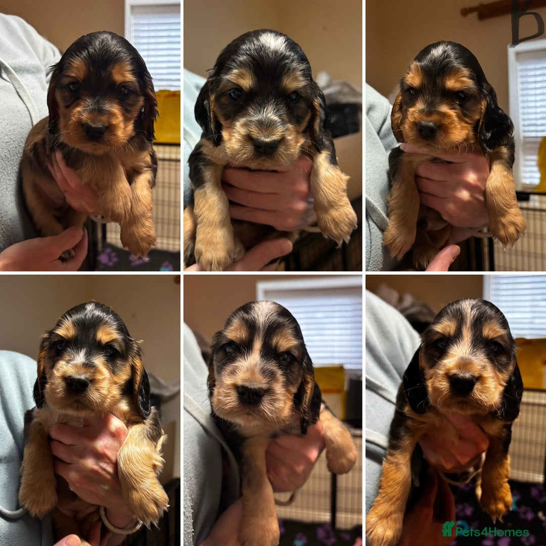 Cocker Spaniel dogs for sale: ⭐️ 1 Girl Ready for new home ⭐️ - Image 7