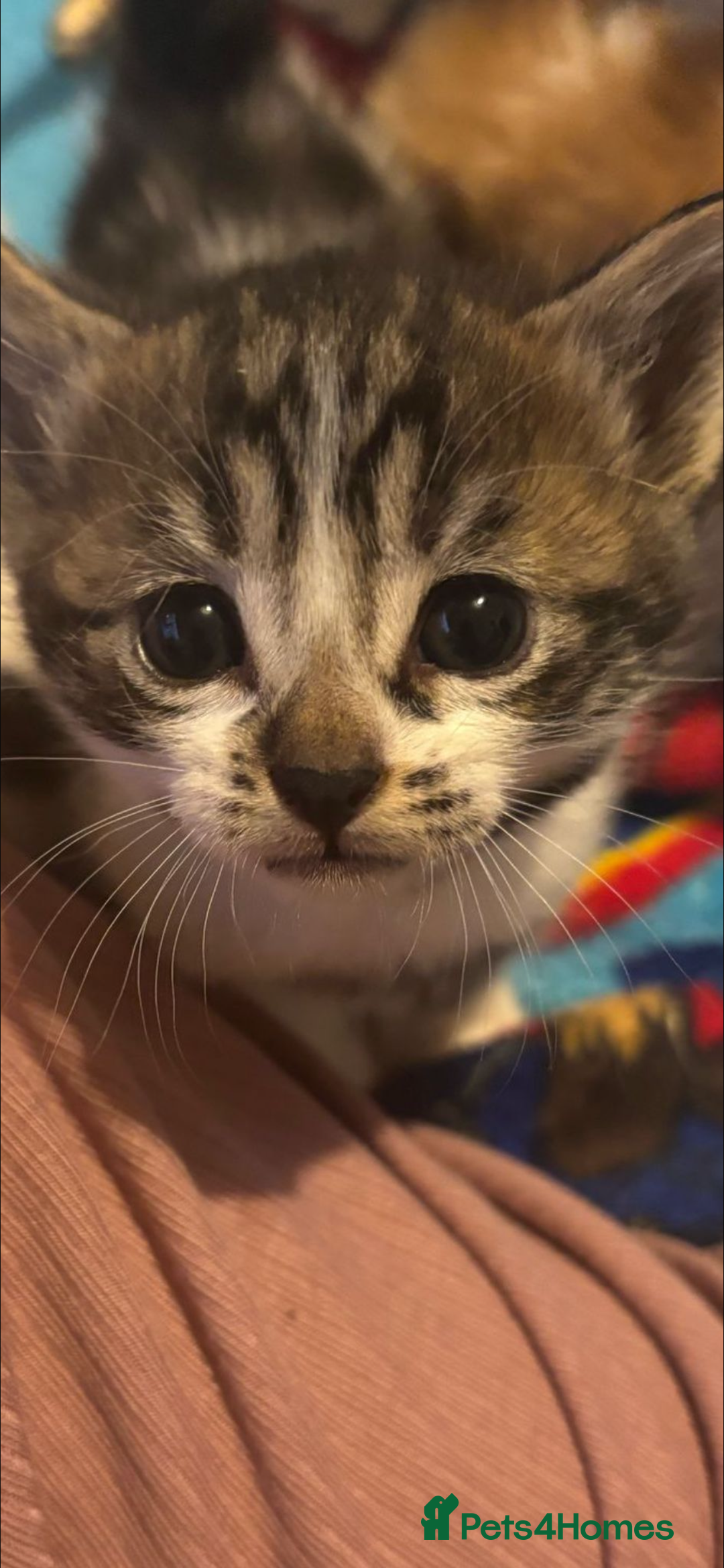 Mixed Breed cats for sale: 11 beautiful kittens  - Image 5