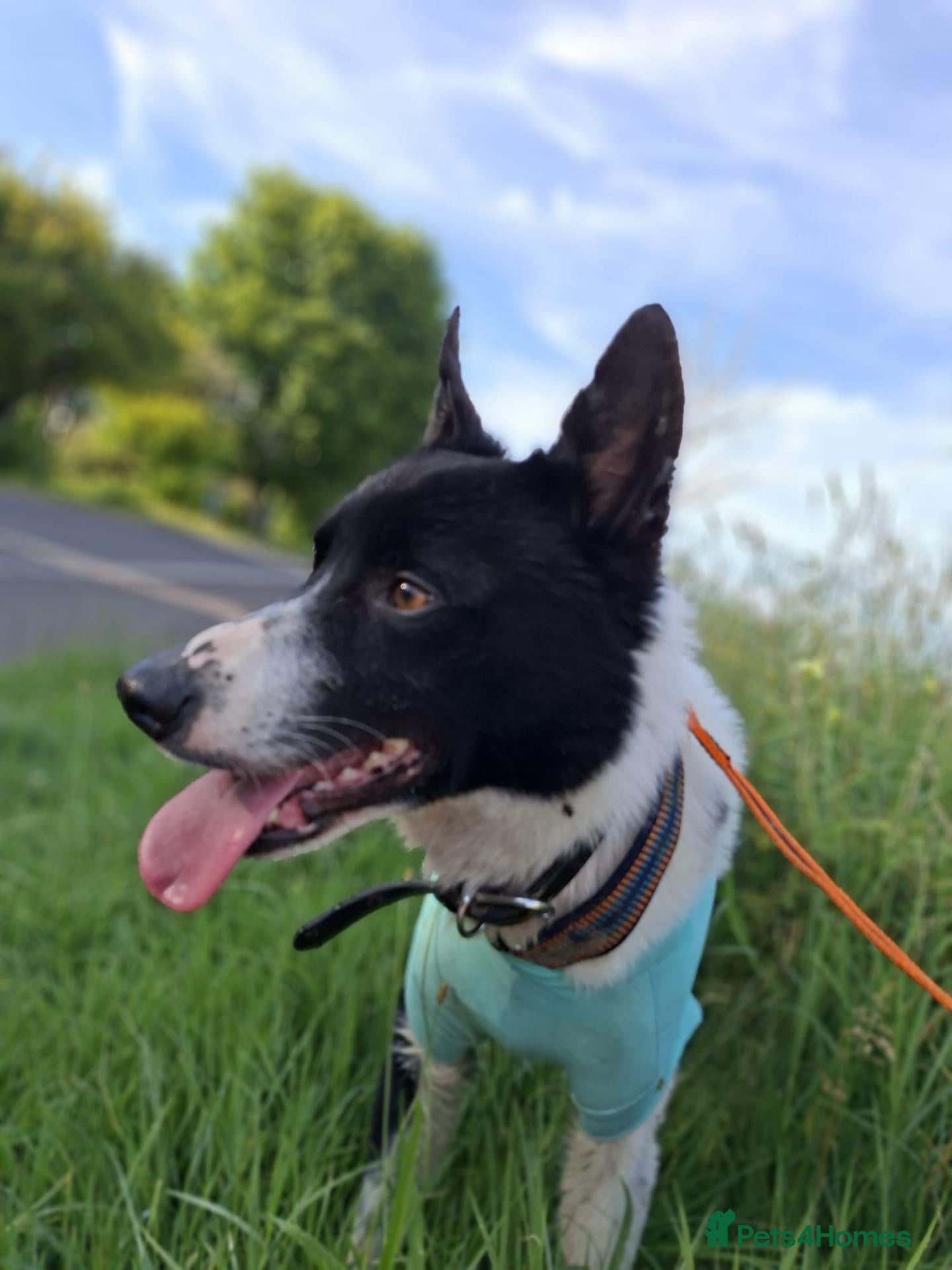 Border Collie dogs Kaptain Kipper – Loving 4-Year-Old Border Collie - Advert 1