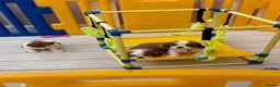 Cavalier King Charles Spaniel dogs for sale: KC registered Cavalier puppies  in Lowestoft - Advert 7