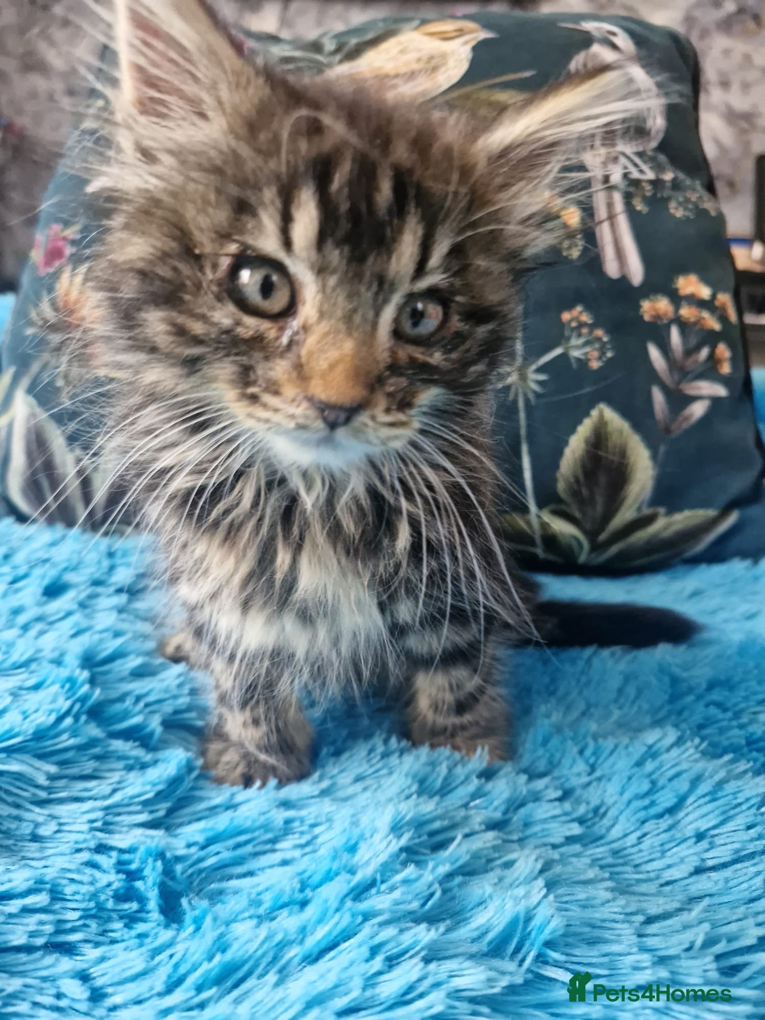 Mixed Breed cats 🐾 3 beautiful fluffy girls looking for new home . - Advert 1