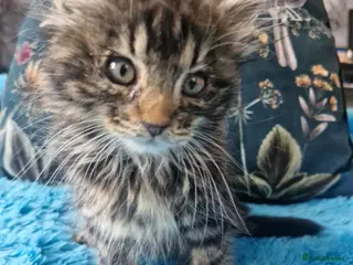 Mixed Breed cats 🐾 3 beautiful fluffy girls looking for new home . - Advert 1
