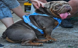 English Bulldog dogs for sale: English Bulldog - Image 2