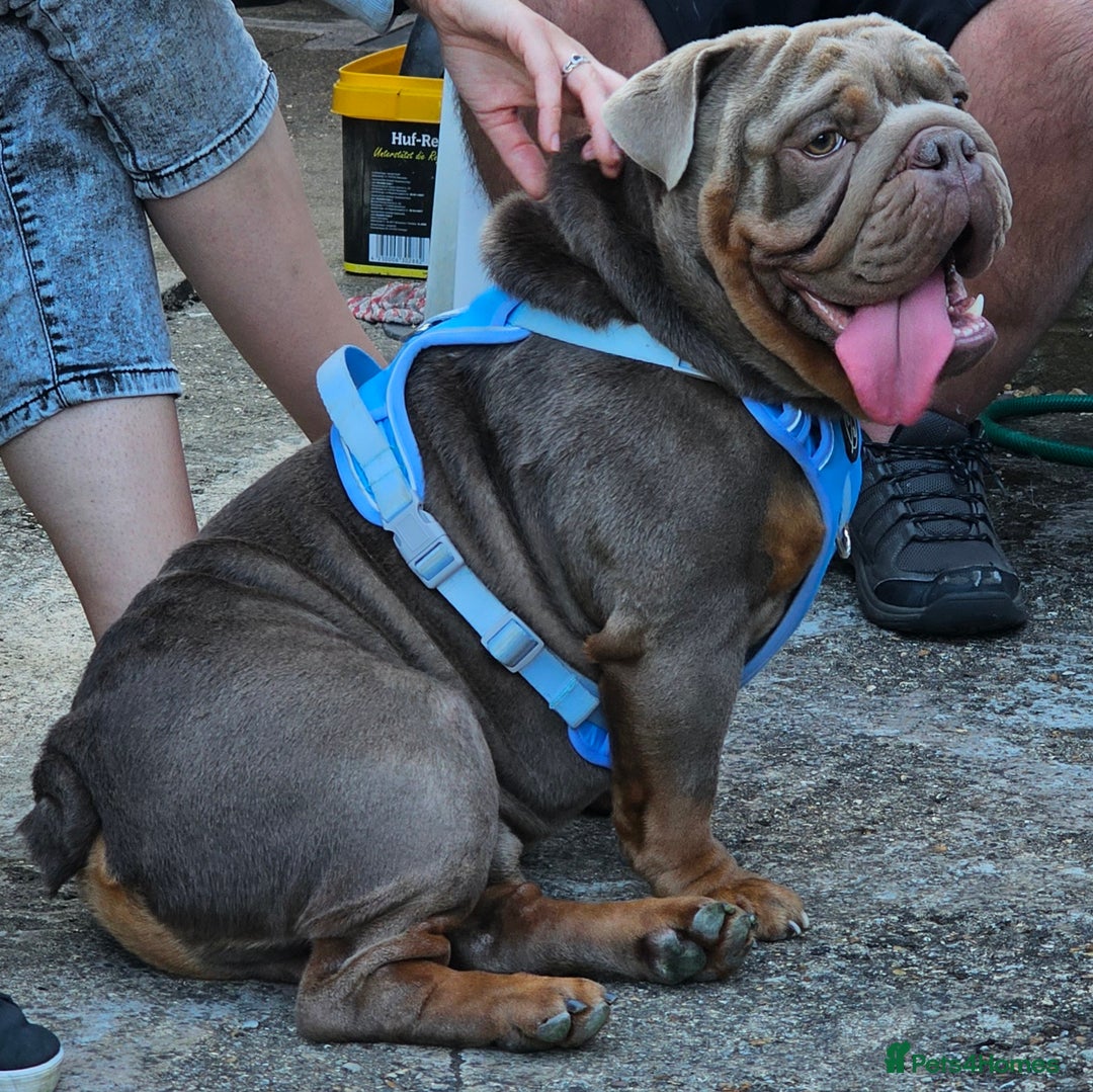 English Bulldog dogs for sale: English Bulldog - Image 2