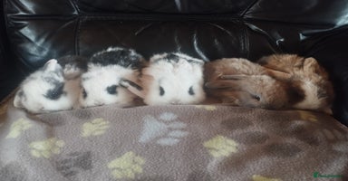 Mini Lop rabbits in Market Drayton - Advert 11