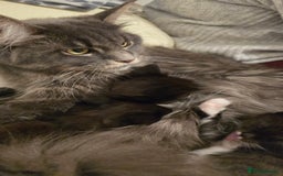 Maine Coon cats for sale: Maine Coon X Ragdoll  - Advert 2