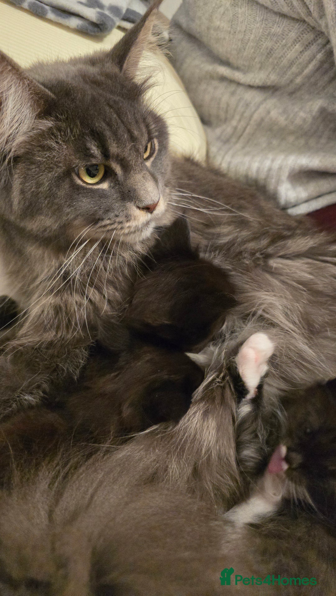 Maine Coon cats for sale: Maine Coon X Ragdoll  - Advert 2