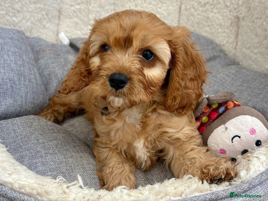 Cavapoo dogs for sale: One Adorable miniature F1 red Cavapoo male - Advert 2
