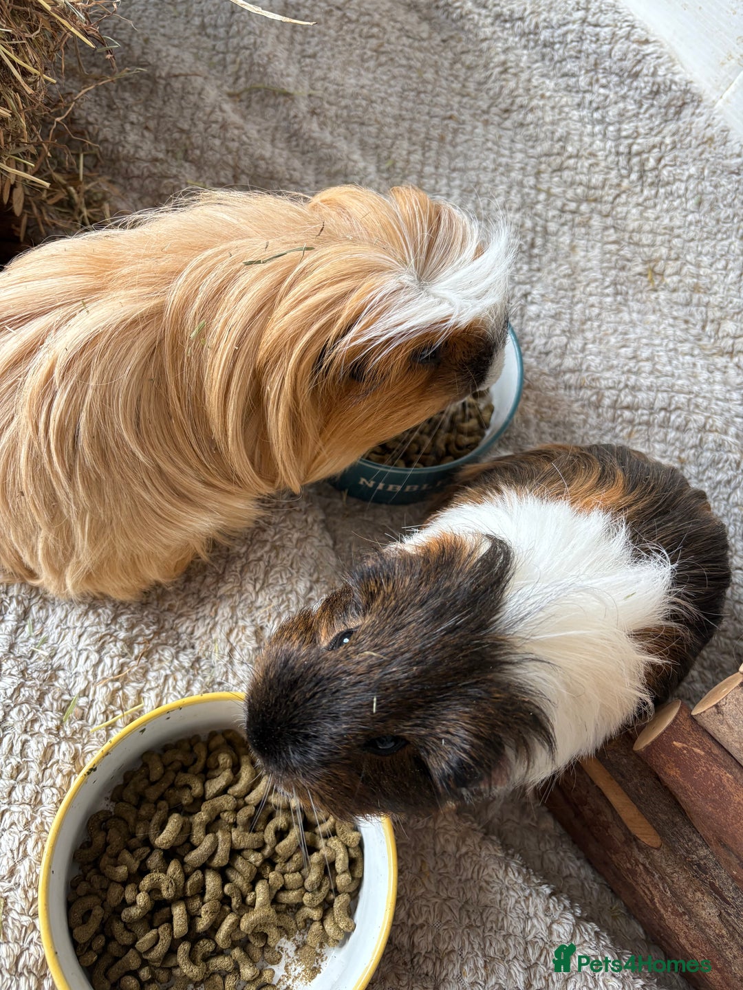 Guinea Pig rodents for sale: Male Guinea Pigs - Advert 5