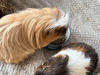 Guinea Pig rodents Male Guinea Pigs - Advert 15