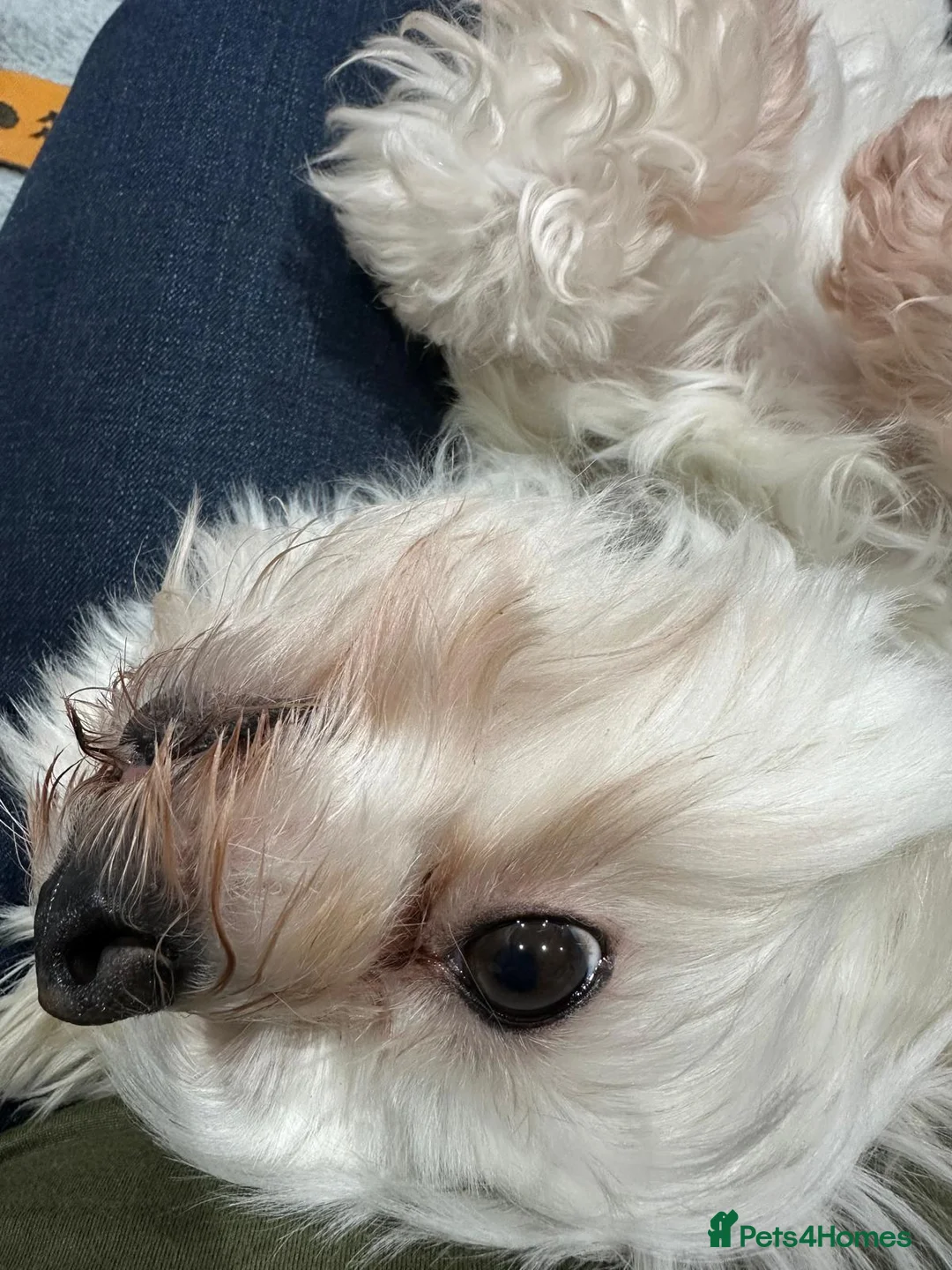 Maltese dogs for adoption: Meet Milo – a Lovely little Boy for a  Loving Home - Advert 10