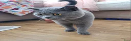 British Shorthair cats for sale: Blue british shorthair kittens in Southsea - Advert 11