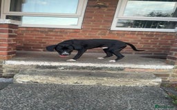 Mixed Breed dogs for sale: Sale  - Image 1