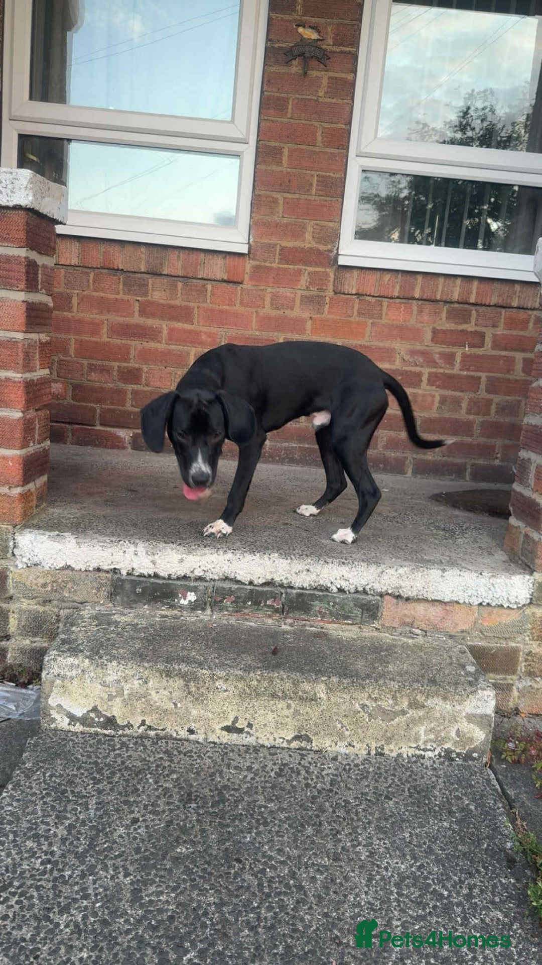Mixed Breed dogs for sale: Sale  - Image 1