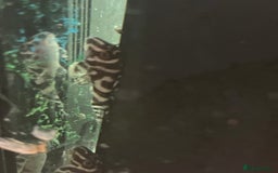 Plecos fish for sale: L236rb. Cracked Zebra Plecos.  - Image 7
