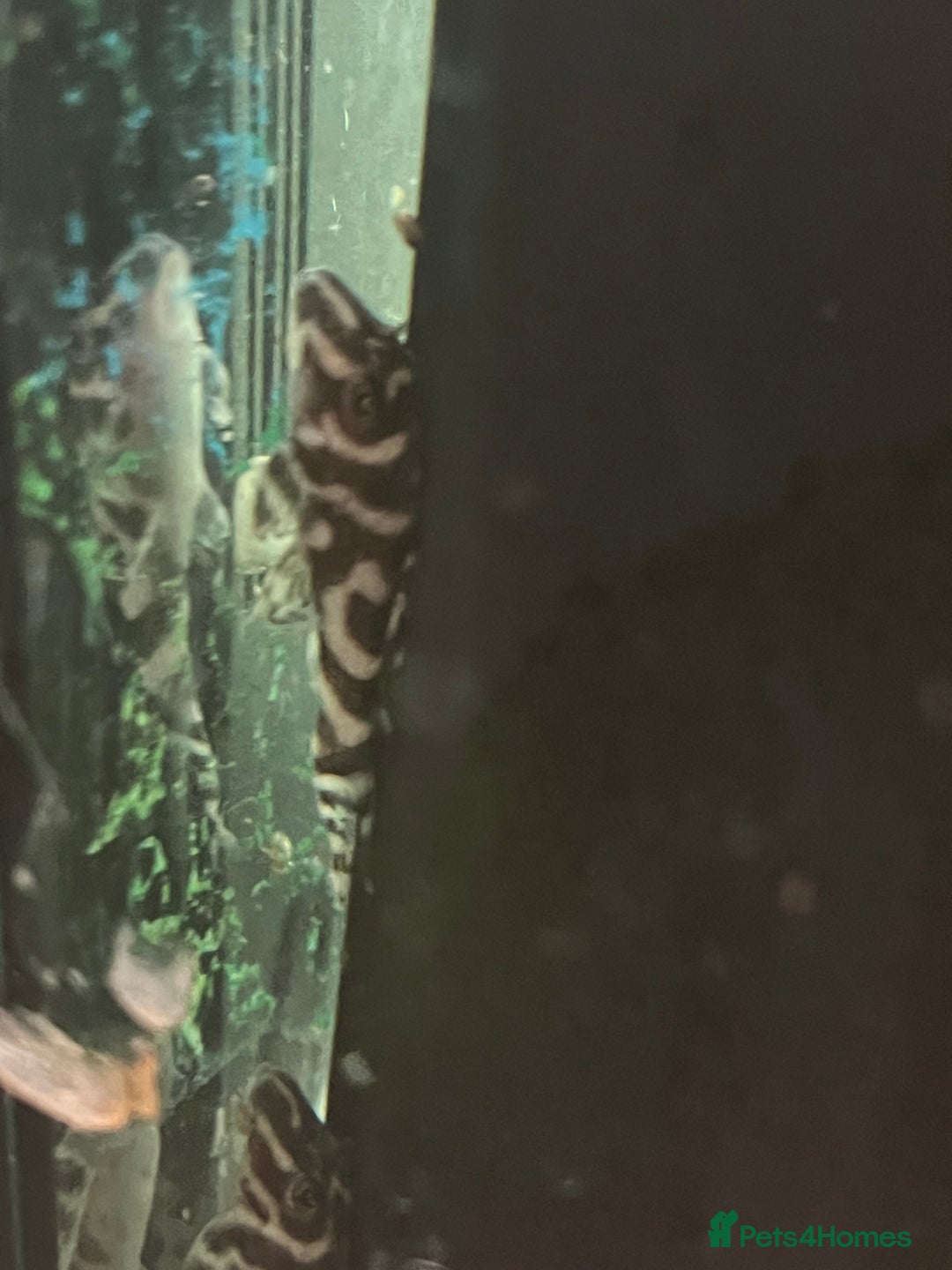 Plecos fish for sale: L236rb. Cracked Zebra Plecos.  - Image 7