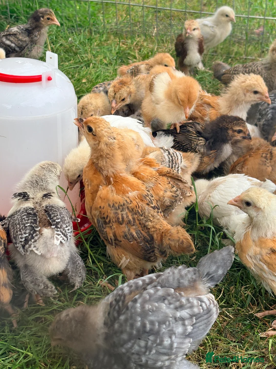 Mixed Breed poultry for sale: Bullets chickens Brahma  - Advert 2
