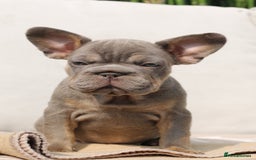 French Bulldog dogs for sale: Blue and tan female French bulldog  - Image 1