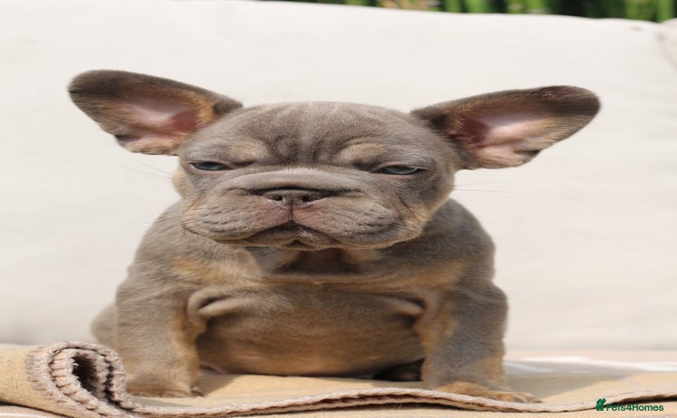 French Bulldog dogs - Advert 1