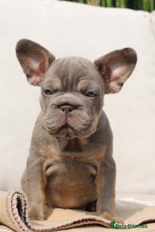 French Bulldog dogs - Advert 16