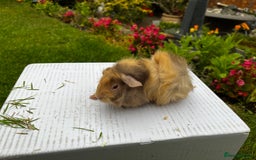 Guinea Pig rodents for sale: Baby boars  - Image 10